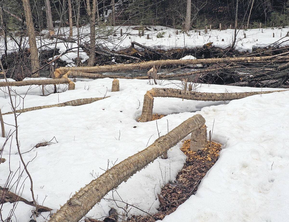 Dam beavers